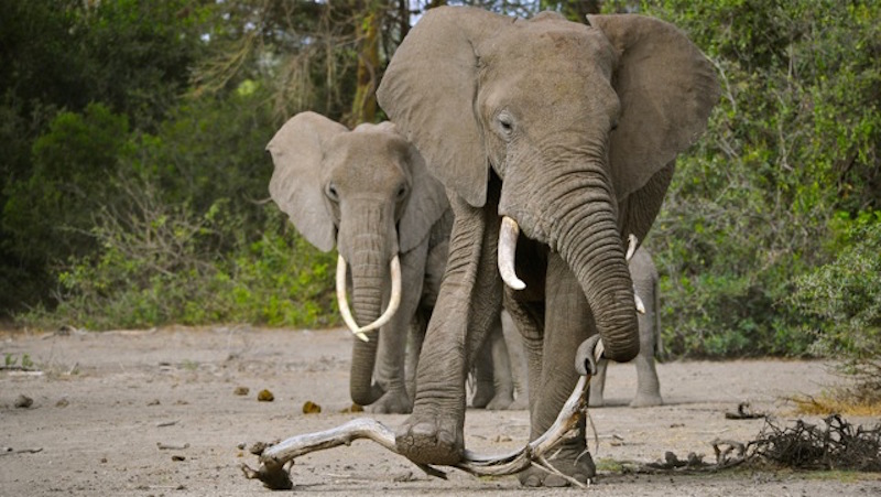  elephant sequence (c) 25 x 50 cm