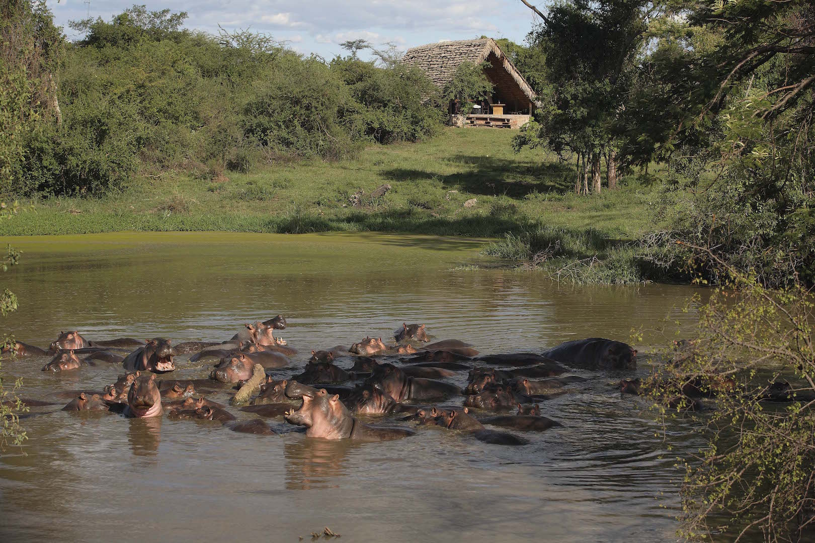 Grumeti Hippo Pool