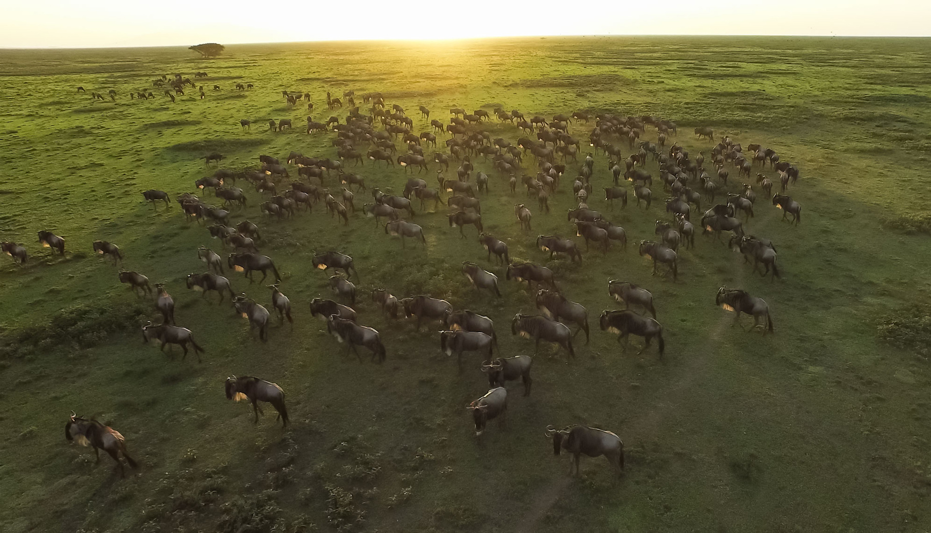 Aerial-image-of-great-migration-wildebeest