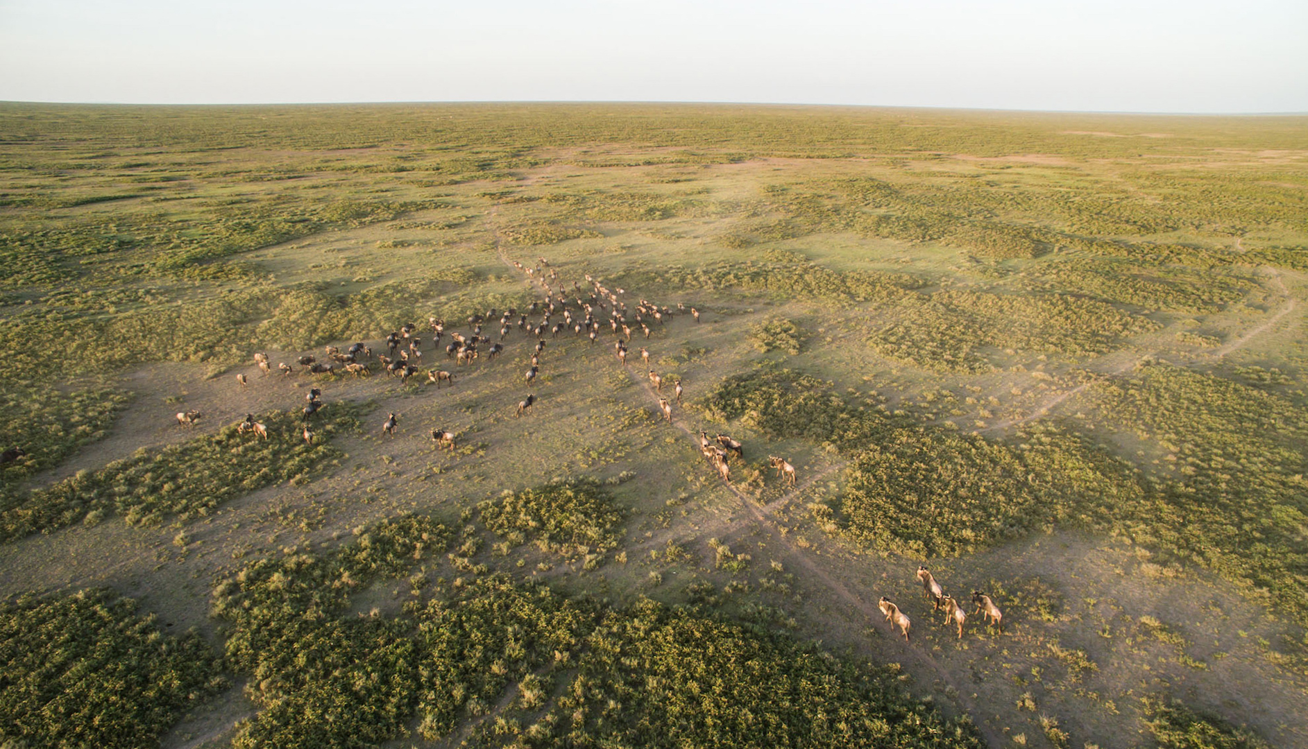 Aerial-image-of-wildebeest-great-migration