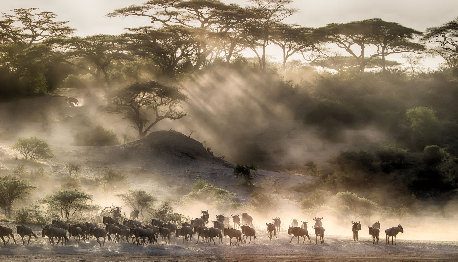 Great-migration-wildebeest