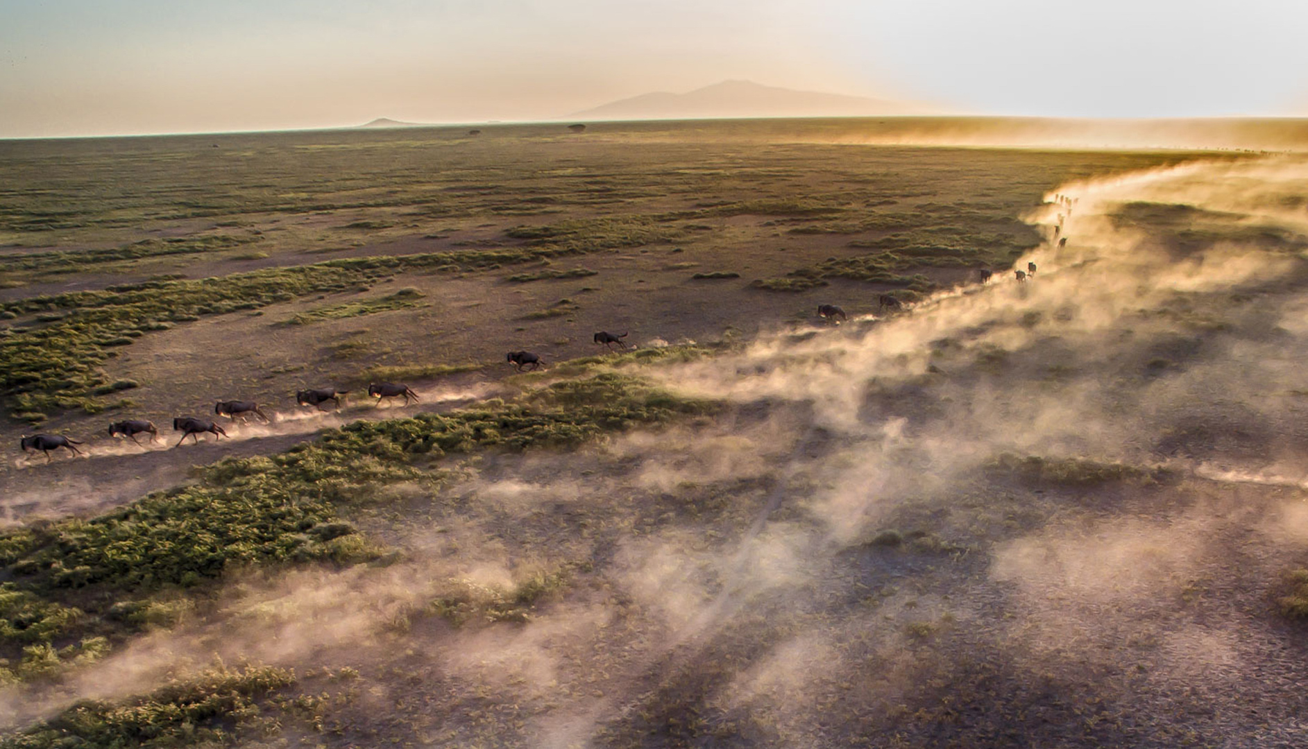 Wildebeest-from-great-migration-running