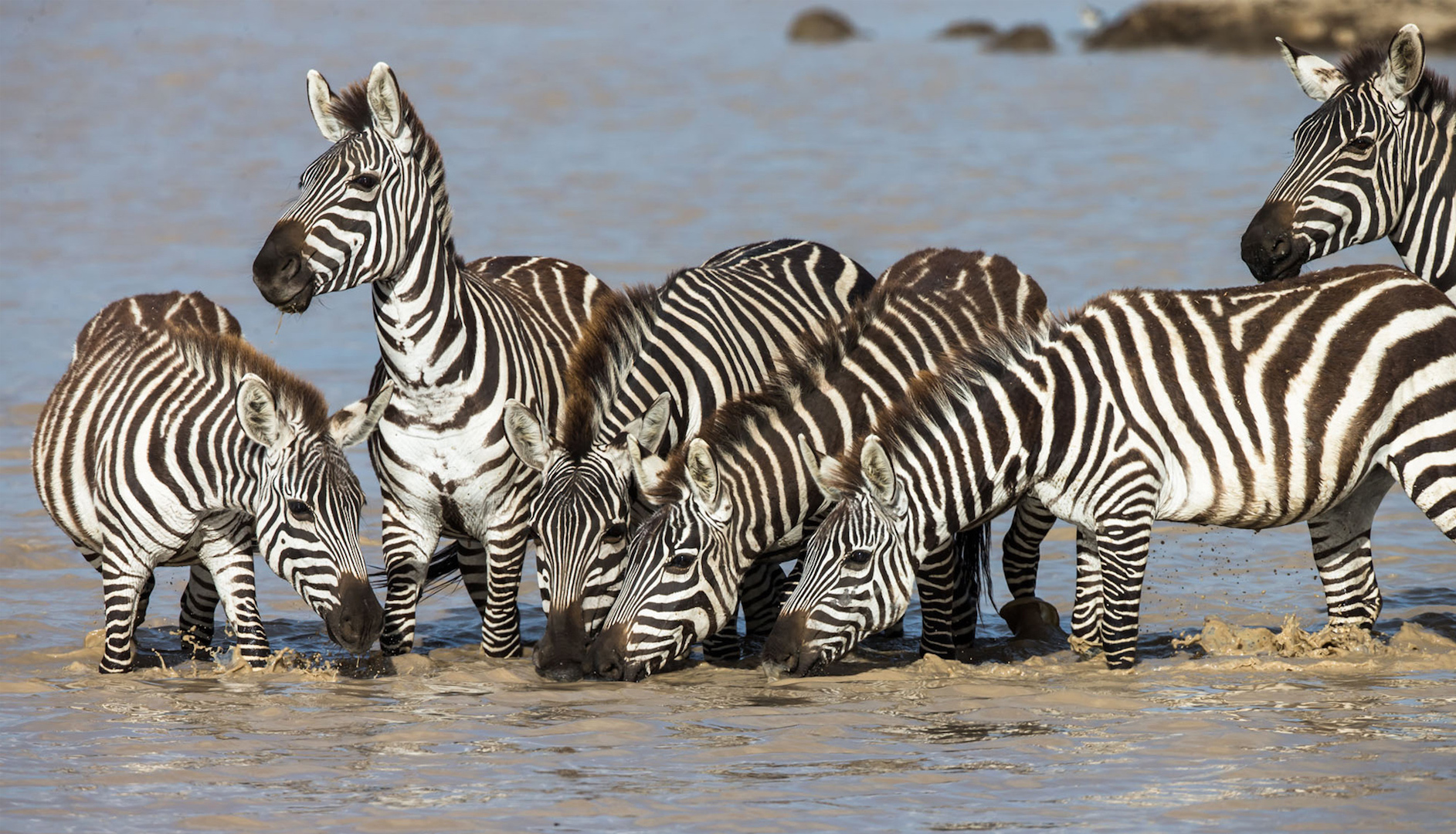 Zebra-drinking-water