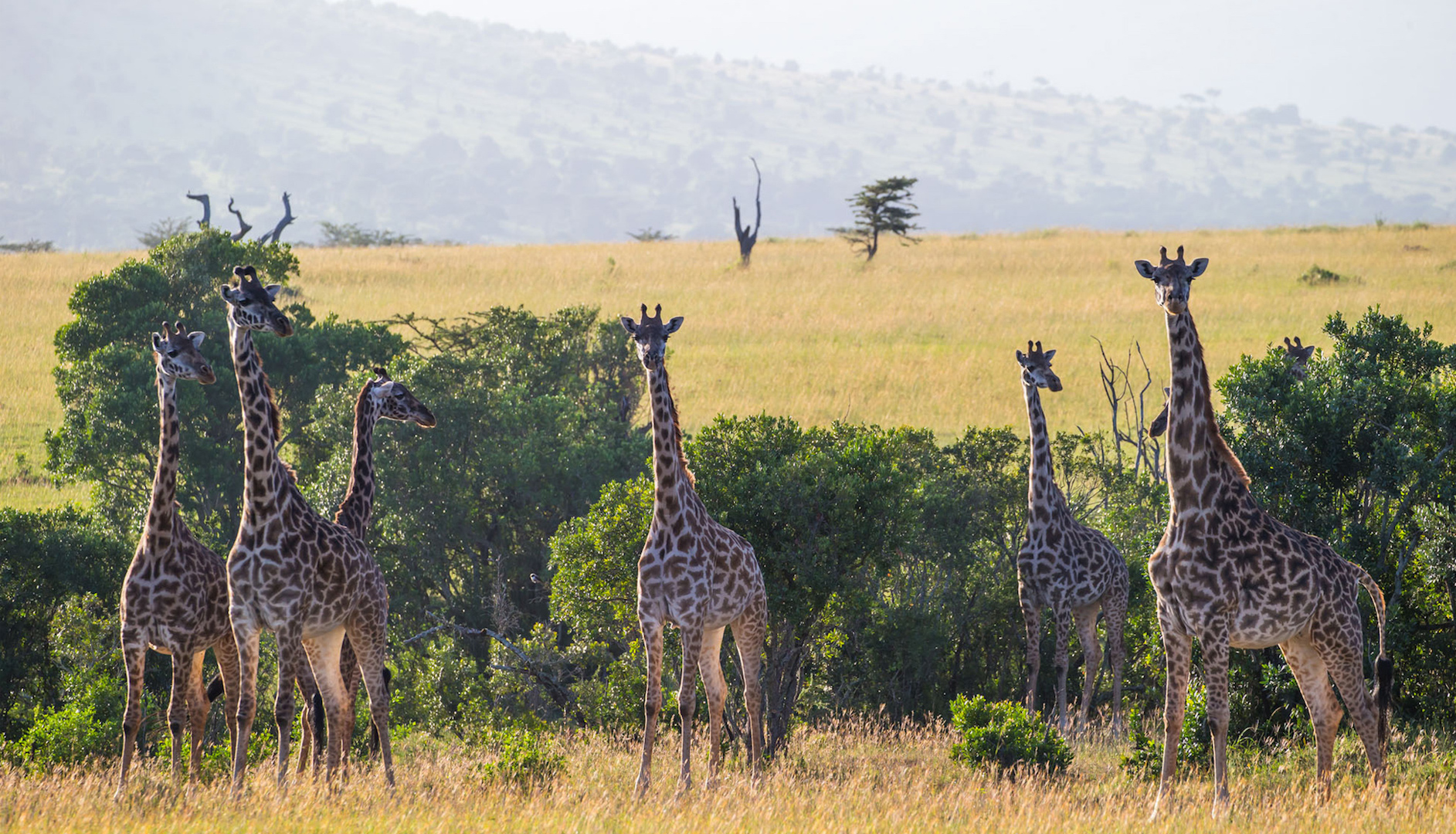 giraffe-on-a-tanzania-safari-with-andbeyond