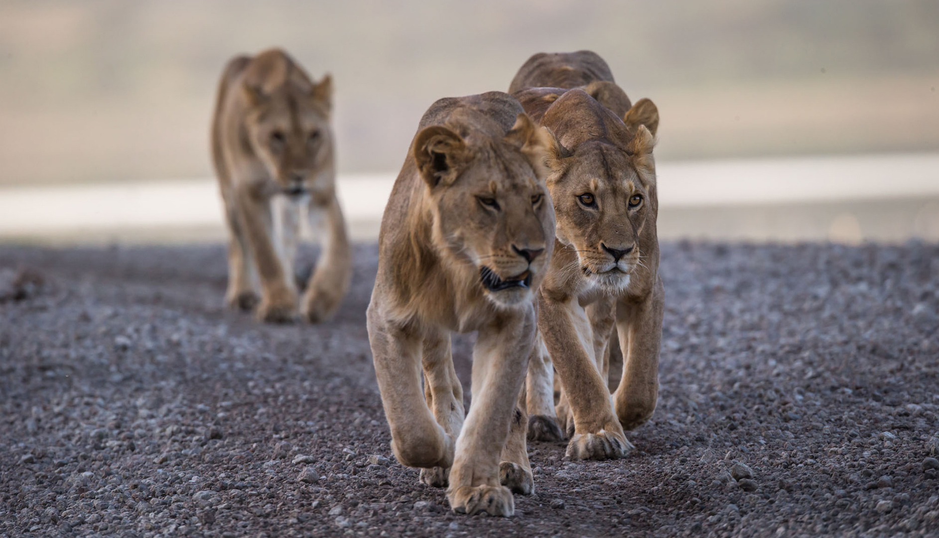 lions-on-a-andbeyond-safari-in-Tanzania