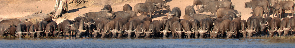 Buffulo drinking at river extreme panoramic