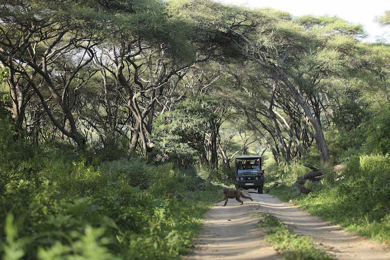 Manyara Tree Lodge 2014-57