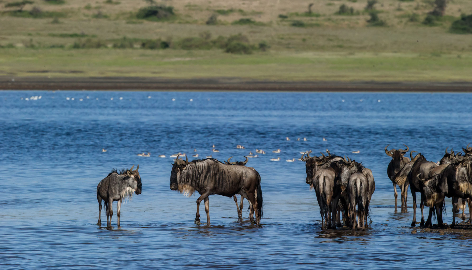 Great-Migration-wildebeest-standing-in-water