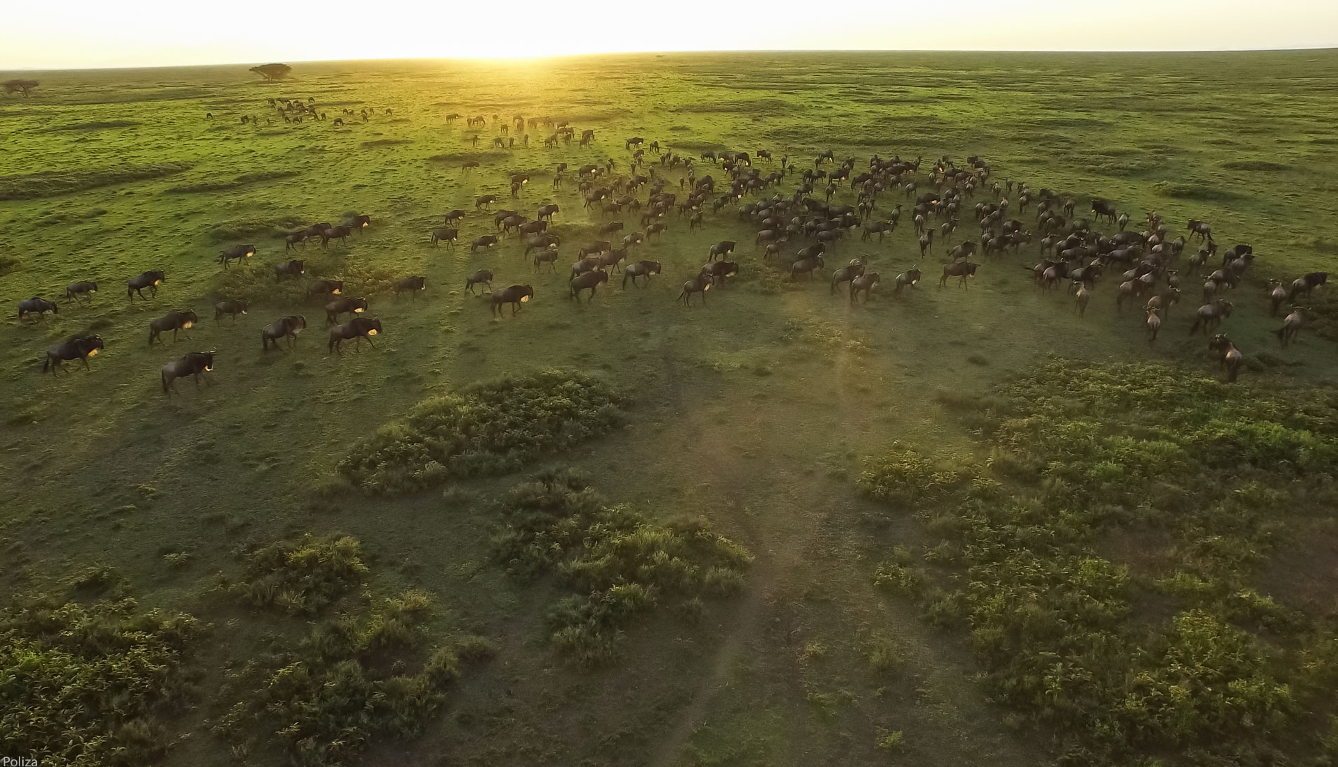 Great-migration-wildebeest-during-sunrise-3