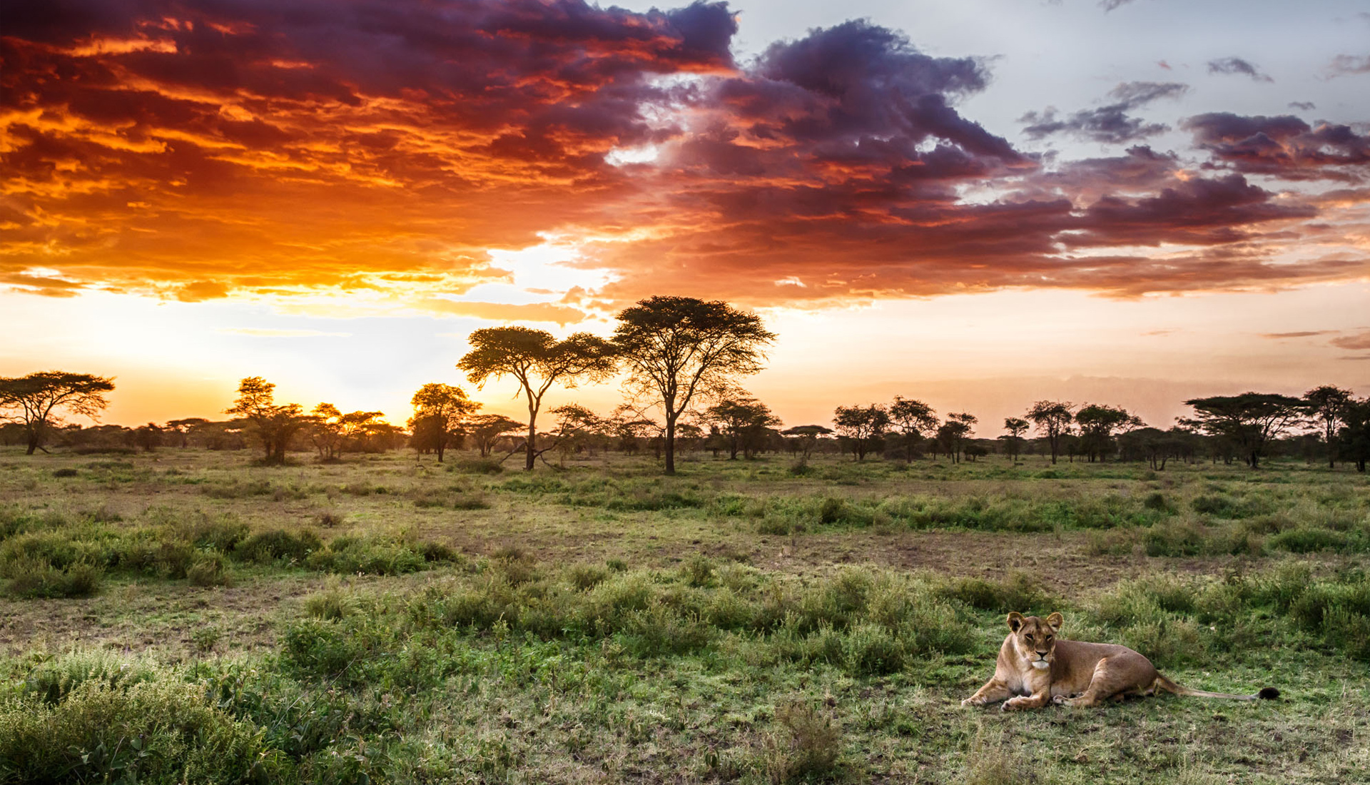 lion-and-sunset-on-a-Tanzania-Safari