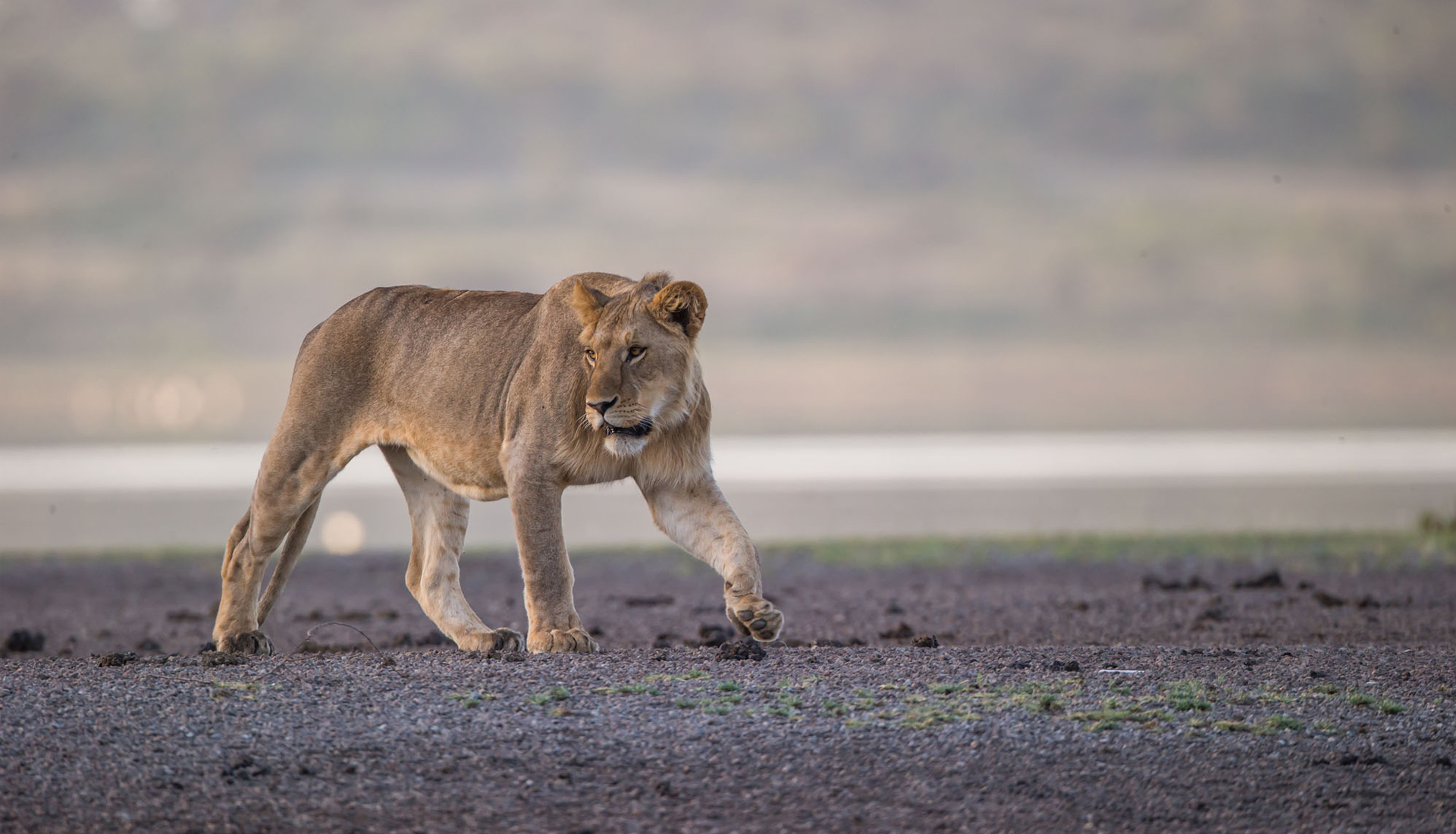 lion-in-Tanzania-on-a-andBeyond-safari