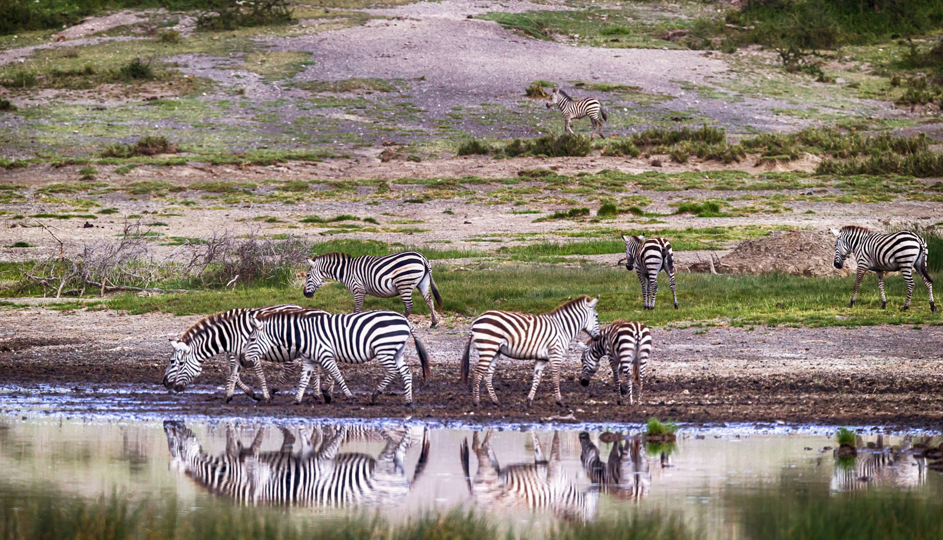 zebras-drinking-water-on-a-tanzania-safari