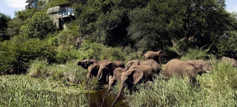 Singita Lembombo Elefanten