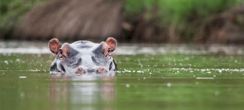 Singita Wildlife